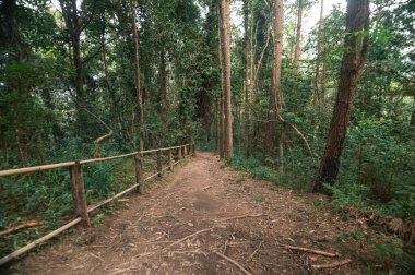 Tayland, Chiang Mai 'deki Pha Dok Siew Şelalesi' nin yakınındaki yemyeşil alanda dolambaçlı, doğa aşıkları ve maceracılar için ideal bir yol keşfedin..