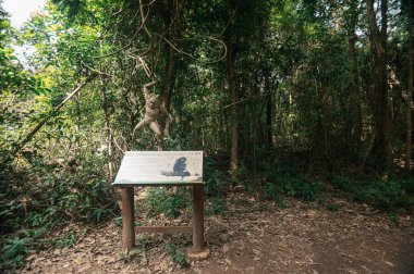 Chiang Mai 'deki Pha Dok Siew Şelalesi' ne giden sakin yolu keşfedin. Etrafı yemyeşil ve canlı doğayla çevrili. Gezginleri maceralara davet ediyor..