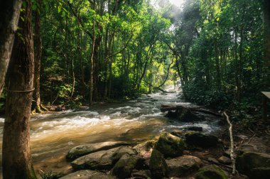 Chiang Mai yakınlarındaki Pha Dok Siew Şelalesi 'nin dingin güzelliğini keşfedin, yemyeşil ve sakin suları sergiliyor, doğa meraklıları ve gezginleri için mükemmel..