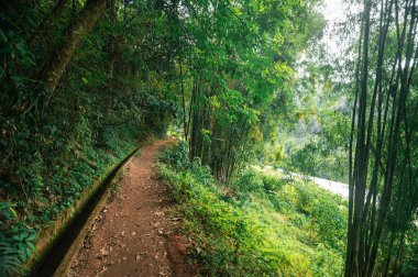  Chiang Mai 'deki Pha Dok Siew Şelalesi yakınlarındaki yeşillik.,