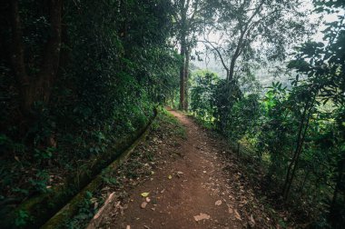 Bereketli yeşillikler arasında Pha Dok Siew Şelalesi 'ne çıkan sakin bir yol keşfet. Huzur arayan doğa aşıkları ve maceraperest gezginler için mükemmel..
