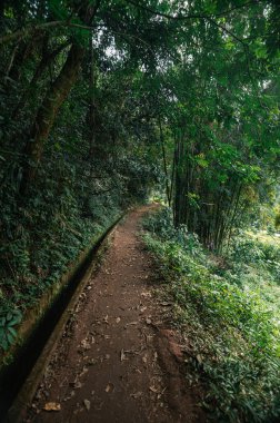 Bereketli yeşillik boyunca kıvrılarak Chiang Mai 'deki çarpıcı Pha Dok Siew Şelalesi' ne uzanan sakin bir yol keşfedin. Doğa meraklıları ve turistler için mükemmel..