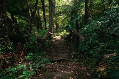 Chiang Mai 'de, doğa hayranları ve gezginleri için mükemmel bir yer olan gizli bir şelaleye uzanan canlı yeşilliklerle çevrili sakin bir yol keşfedin..
