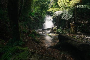 Bereketli yeşillikte yuva yapmış sakin bir şelale keşfedin, Chiang Mai bölgesindeki doğanın güzelliğini yakalayın. Doğa aşıkları ve kaşifler için mükemmel..