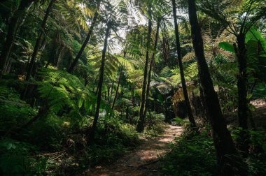 Chiang Mai, Tayland 'da yemyeşil bir ormanda yuva yapmış sakin bir şelale keşfedin. Huzurlu çevre canlı yeşillik ve huzurlu bir yol sergiliyor, doğa severler için mükemmel..