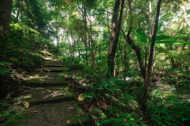 Chiang Mai 'nin doğasında, yemyeşil ve çeşitli bitki örtüleriyle çevrili, çağlayan bir şelaleye uzanan barışçıl yollu gizli bir mücevher keşfedin..