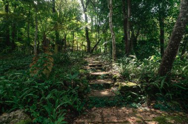 Bereketli yeşilliklerin arasından Tayland 'ın Chiang Mai kentindeki gizli bir şelaleye uzanan sakin bir yol keşfet. Doğa aşıkları ve maceracılar için mükemmel bir yer..