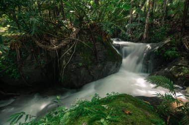 Chiang Mai 'nin yemyeşil ormanlarında yuva yapmış sakin bir şelalenin huzur veren güzelliğini keşfedin. Doğa meraklıları ve seyahat severler için mükemmel..