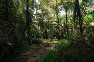 Chiang Mai 'de ağaçların arasından süzülen canlı yeşillik ve güneş ışığıyla çerçevelenmiş sakin bir şelale sahnesi keşfedin. Bir açık hava kaçışı bekliyor..