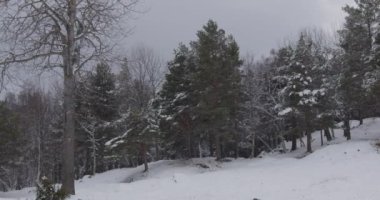 Norveç 'te kış. Güzel kış ormanı. Yağan kar.