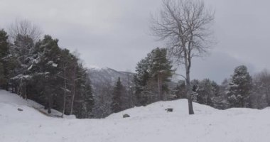 Norveç 'te kış. Güzel kış ormanı. Yağan kar.