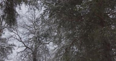 Norveç 'te kış. Güzel kış ormanı. Yağan kar.