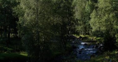 Norveç 'te yaz. Kozalaklı ağaçları ve nehri olan güzel bir orman..