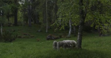 Norveç 'te yaz mevsimi. Güzel bir ormanda şirin koyunlar yeşil çimlerde otluyor..