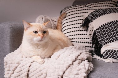Pastel orange mixed breed cat warmth on a grey sofa with plaid and pillows.  Winter Christmas holidays, pets care and hygge concept. Atmospheric moments lifestyle.