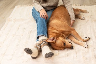 Festive socks on legs and cute mixed breed playful red dog on carpet. Family relaxation time. Winter Christmas holidays and hygge concept. Atmospheric moments lifestyle.