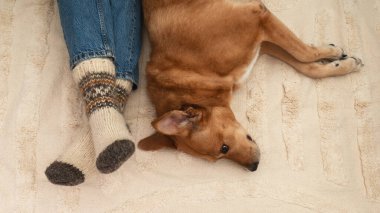 Festive socks on legs and cute mixed breed playful red dog on carpet. Family relaxation time. Winter Christmas holidays and hygge concept. Atmospheric moments lifestyle.