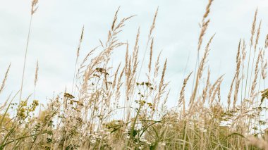 Dry yellow grass against the sky.