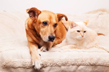 Mixed breed red dog and beige cat together on cozy plaid. Friendship of pets. Pets care concept.