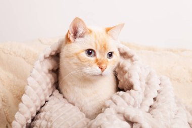 Cute mixed breed blue eyes cat under beige plaid. Pets care and welfare concept. Close up animals portrait.