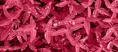 Pink red purple toned tropical plant leaves with water drops. closeup.  Abstract floral pattern. Image toned in the color of the year 2023 viva magenta.