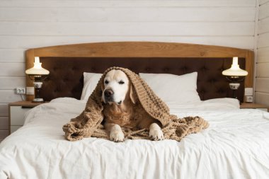 Golden retriever dog under plaid on the bed in rustic wooden white Scandinavian style cabin bedroom. Pets friendly home or hotel. Pets care and welfare concept.