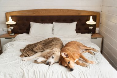 Golden retriever and red mixed breed dogs on bed in rustic  wooden white cabin bedroom. Pets friendly home or hotel. Pets care and welfare concept.