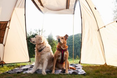 Golden retriever and red mixed breed dogs on a carpet in tent. Spending time in the mountains. Family relax time. Scandinavian friluftsliv and hygge concept. Atmospheric moments lifestyle.
