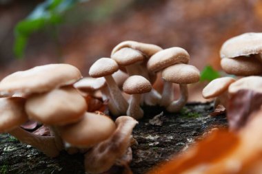 Armillaria mellea honey fungus. Eating mushrooms growing on wood in autumn forest. Copy space close up background. Selective focus wallpaper.