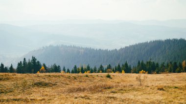 Panoramic landscape of hills of a smoky mountain range covered in white misty fog and deciduous forest on fall day in October. Carpathians, Ukraine. Horizontal wallpaper.