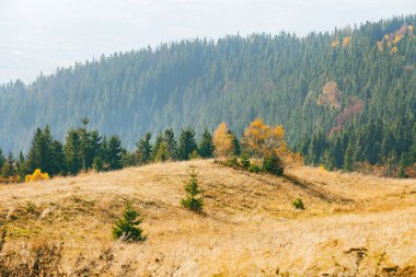 Panoramic landscape of hills of a smoky mountain range covered in white misty fog and deciduous forest on fall day in October. Carpathians, Ukraine. Horizontal wallpaper.