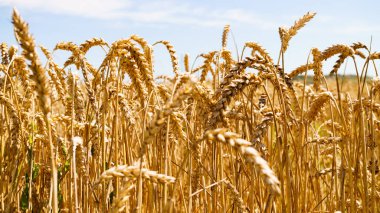 Ukrainian rising ripe wheat field. High prices in Europe due to the war between Russia and Ukraine. Flour and wheat crisis.Record expensive prices and high prices for the bakery.
