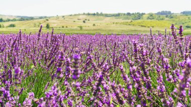 Lavender bushes on field. Sun gleam over purple flowers of lavender. Space for text. Banner design wallpaper.