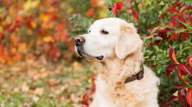 Sevimli üzgün Golden Retriever köpeği kırmızı ve sarı üzüm yapraklarının yanında. Parkta ya da ormanda sonbahar. Hindistan yaz zamanı.