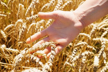 Farmer's hands holding a handful of wheat grains. Close up woman palm with cereal on the field
