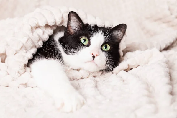 Black White Green Eyes Mixed Breed Cat Light Beige Plaid — Stock fotografie