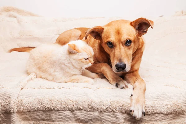Mixed Breed Red Dog Beige Cat Together Cozy Plaid Friendship — Stockfoto