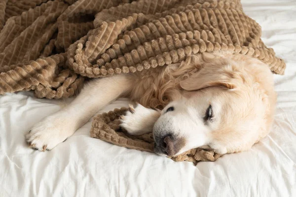 Golden retriever dog under plaid on the bed in white Scandinavian style  bedroom. Pets friendly home or hotel. Pets care and welfare concept.