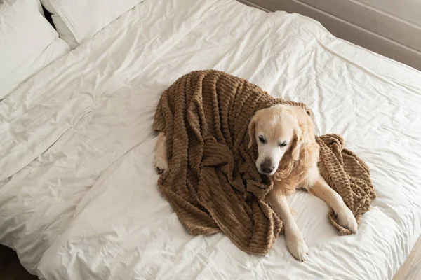 Golden retriever dog under plaid on the bed in rustic wooden white Scandinavian style cabin bedroom. Pets friendly home or hotel. Pets care and welfare concept.