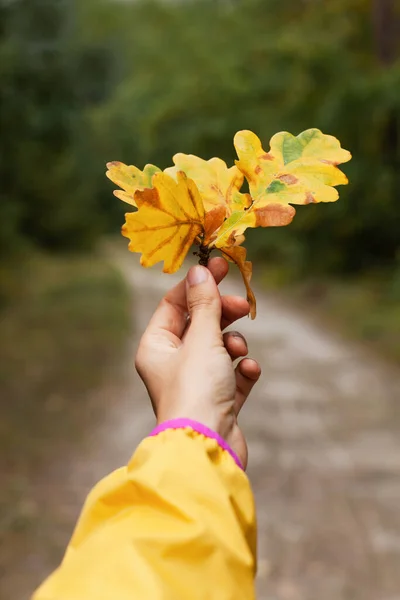 Hand holding yellow oak leaf. Autumn nature.