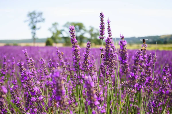 Lavender bushes on field. Sun gleam over purple flowers of lavender.  Bees on flowers. Closeup view with space for text. Banner design wallpaper.