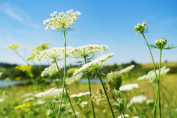 夏の白い花 水平的背景 — ストック写真