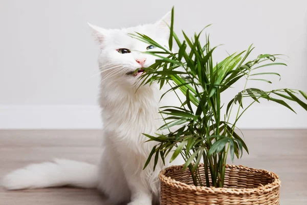 White long fur kitten eating kentia chamedorea houseplant. Domestic cat nibbling on green plant. Pet friendly plants suitable for home.