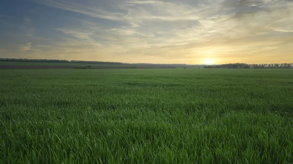 Early Spring Green Field New Crops Farm Agricultural Landscape Copy — Stock Photo, Image