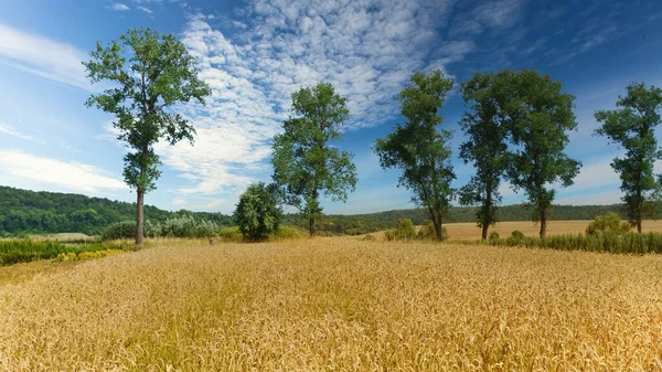 Yellow Harvest Wheat Field Beautiful Rural Scene Cloudy Blue Sky — Stock Photo, Image