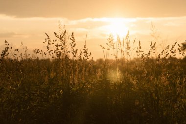 Gün batımında vahşi sarı otlar. Makro görüntü, yüzeysel alan derinliği. Güzel sonbahar doğa arka planı