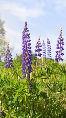 Mor lupinler çiçek açar. Güzel, güneşli kırsal çayır. Bulutlu mavi gökyüzü.