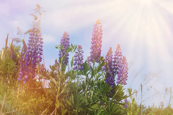 紫色の総状花序を閉じます 太陽の光で朝の空 美しい日当たりの良い田舎の牧草地 — ストック写真