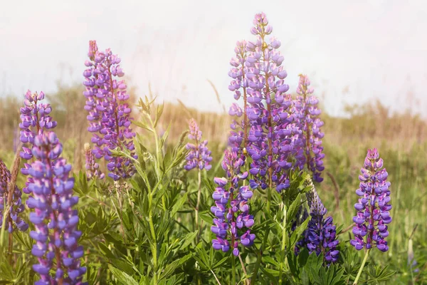 关闭紫色的羽扇豆开花 美丽的阳光普照的乡间草地 复制空间 宁静的生存环境 — 图库照片