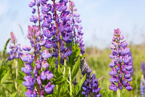 关闭紫色的羽扇豆开花 美丽的阳光普照的乡间草地 蓝天乌云 — 图库照片